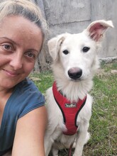 FLICA, Hund, Mischlingshund in Rumänien - Bild 3