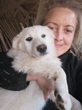 FLICA, Hund, Mischlingshund in Rumänien - Bild 30