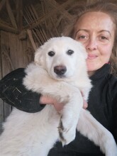 FLICA, Hund, Mischlingshund in Rumänien - Bild 31