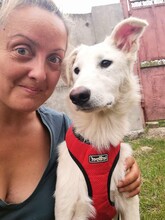 FLICA, Hund, Mischlingshund in Rumänien - Bild 4