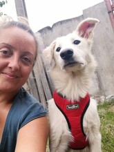 FLICA, Hund, Mischlingshund in Rumänien - Bild 5
