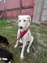 FLICA, Hund, Mischlingshund in Rumänien - Bild 7