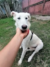 FLICA, Hund, Mischlingshund in Rumänien - Bild 8