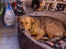 MENTA, Hund, Mischlingshund in Berching - Bild 2