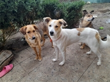 MENTA, Hund, Mischlingshund in Berching - Bild 6