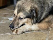 WIONNA, Hund, Mischlingshund in Swisttal - Bild 12