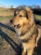 WIONNA, Hund, Mischlingshund in Swisttal - Bild 5