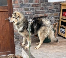 WIONNA, Hund, Mischlingshund in Swisttal - Bild 6