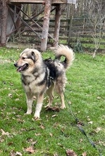 WIONNA, Hund, Mischlingshund in Swisttal - Bild 8