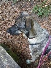 FENJA, Hund, Mischlingshund in Neuenstadt - Bild 11