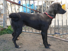 SANTO, Hund, Mischlingshund in Rumänien - Bild 6