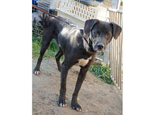 SANTO, Hund, Mischlingshund in Rumänien - Bild 7