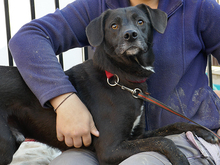 SANTO, Hund, Mischlingshund in Rumänien - Bild 8