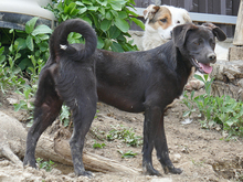 SANTO, Hund, Mischlingshund in Rumänien - Bild 9
