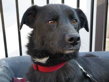 SARGO, Hund, Mischlingshund in Rumänien - Bild 1