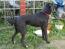 SARGO, Hund, Mischlingshund in Rumänien - Bild 10
