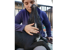 SARGO, Hund, Mischlingshund in Rumänien - Bild 3