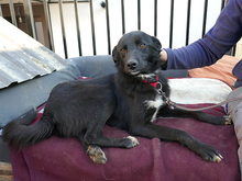 SARGO, Hund, Mischlingshund in Rumänien - Bild 5