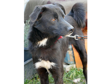 SARGO, Hund, Mischlingshund in Rumänien - Bild 6