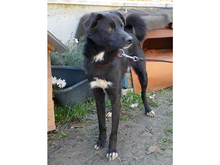 SARGO, Hund, Mischlingshund in Rumänien - Bild 7