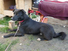 SARGO, Hund, Mischlingshund in Rumänien - Bild 8
