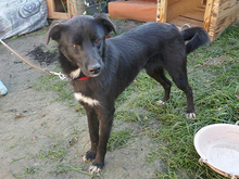 SARGO, Hund, Mischlingshund in Rumänien - Bild 9