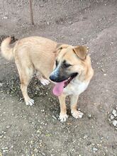 MISCHA, Hund, Mischlingshund in Rumänien - Bild 4
