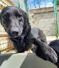 WALLY, Hund, Mischlingshund in Kroatien - Bild 2