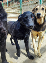 WALLY, Hund, Mischlingshund in Kroatien - Bild 3