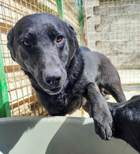 WALLY, Hund, Mischlingshund in Kroatien - Bild 4