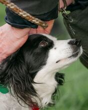 TIMMY, Hund, Mischlingshund in Odenthal - Bild 3