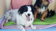 TIMMY, Hund, Mischlingshund in Odenthal - Bild 4