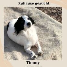 TIMMY, Hund, Mischlingshund in Odenthal - Bild 9