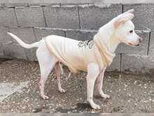 SALLY, Hund, Mischlingshund in Griechenland - Bild 3