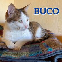 BUCO, Katze, Europäisch Kurzhaar in Bosnien und Herzegowina - Bild 1