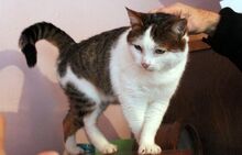 BUCO, Katze, Europäisch Kurzhaar in Bosnien und Herzegowina - Bild 2