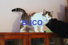 BUCO, Katze, Europäisch Kurzhaar in Bosnien und Herzegowina - Bild 3