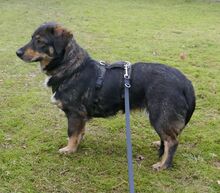 STINE, Hund, Mischlingshund in Burgdorf - Bild 4