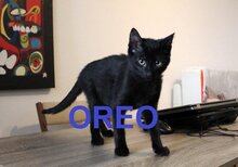 OREO, Katze, Europäisch Kurzhaar in Bosnien und Herzegowina - Bild 1