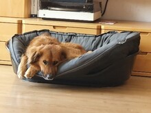 BILLY, Hund, Golden Retriever-Mix in Baesweiler - Bild 5