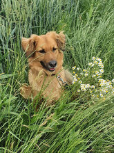 BILLY, Hund, Golden Retriever-Mix in Baesweiler - Bild 7