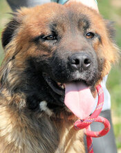 BLYTHE, Hund, Mischlingshund in Italien - Bild 1