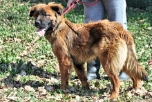 BLYTHE, Hund, Mischlingshund in Italien - Bild 3