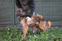 BLYTHE, Hund, Mischlingshund in Konstanz - Bild 8