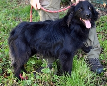 HERBERTO, Hund, Mischlingshund in Italien - Bild 7