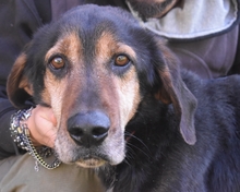 LEIGHTON, Hund, Mischlingshund in Italien - Bild 1