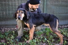 LEIGHTON, Hund, Mischlingshund in Italien - Bild 5