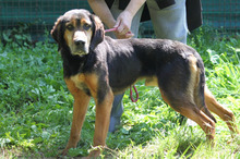 LEIGHTON, Hund, Mischlingshund in Italien - Bild 6