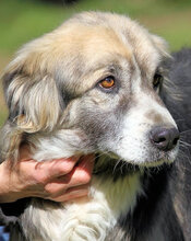 NICHARD, Hund, Mischlingshund in Italien - Bild 1