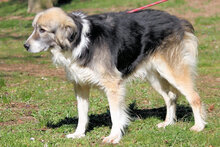 NICHARD, Hund, Mischlingshund in Italien - Bild 2